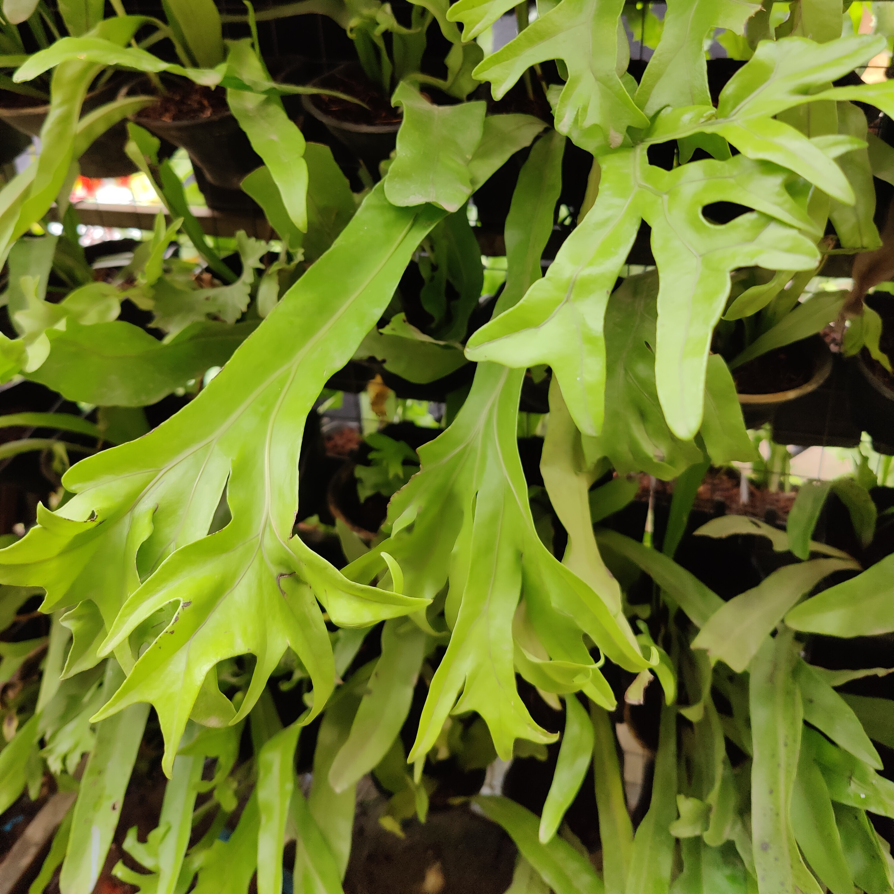 May Flowers Horticulture Installation 87